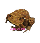 ガマちょのあいさつ1（個別スタンプ：7）