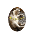 ゲンの1日（個別スタンプ：1）
