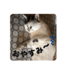 ゲンの1日（個別スタンプ：4）