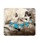 ゲンの1日（個別スタンプ：5）