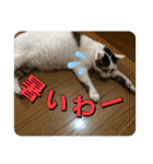 ゲンの1日（個別スタンプ：6）