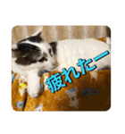 ゲンの1日（個別スタンプ：8）