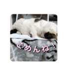 ゲンの1日（個別スタンプ：9）
