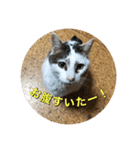 ゲンの1日（個別スタンプ：11）
