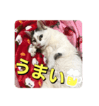 ゲンの1日（個別スタンプ：15）