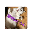 ゲンの1日（個別スタンプ：16）