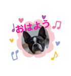 ボストンテリア スタンプ（個別スタンプ：1）