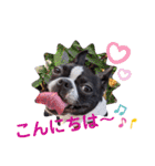 ボストンテリア スタンプ（個別スタンプ：2）