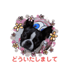 ボストンテリア スタンプ（個別スタンプ：9）