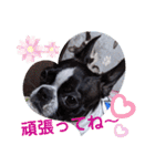 ボストンテリア スタンプ（個別スタンプ：14）