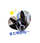 ボストンテリア スタンプ（個別スタンプ：29）