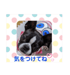 ボストンテリア スタンプ（個別スタンプ：33）