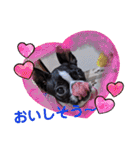 ボストンテリア スタンプ（個別スタンプ：34）