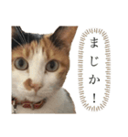 我が家のびびちゃん②（個別スタンプ：5）