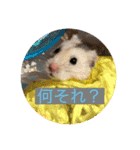 ハムスターのチューチュー（個別スタンプ：7）