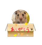 ハムスターのチューチュー（個別スタンプ：11）