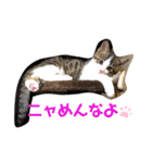 Alice.家の愉快な仲間たちスタンプ（個別スタンプ：7）