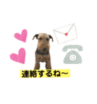 ウェルシュテリア ♡ジェリーさんの1日⑨（個別スタンプ：2）