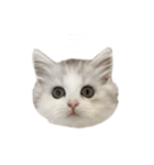 あむしゃ〜ん（個別スタンプ：1）