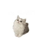 あむしゃ〜ん（個別スタンプ：5）