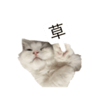 あむしゃ〜ん（個別スタンプ：6）