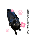 黒パグあいちゃんスタンプ（個別スタンプ：2）