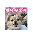 ぽむくんです。（個別スタンプ：1）