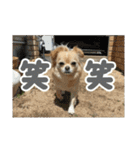 ぽむくんです。（個別スタンプ：2）