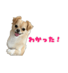 ぽむくんです。（個別スタンプ：7）