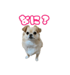 ぽむくんです。（個別スタンプ：8）