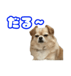 ぽむくんです。（個別スタンプ：9）