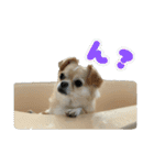 ぽむくんです。（個別スタンプ：12）