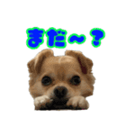 ぽむくんです。（個別スタンプ：13）