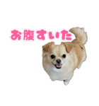 ぽむくんです。（個別スタンプ：14）