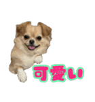 ぽむくんです。（個別スタンプ：15）
