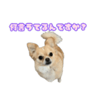 ぽむくんです。（個別スタンプ：16）