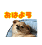 ぽむくんです。（個別スタンプ：19）
