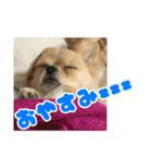ぽむくんです。（個別スタンプ：20）