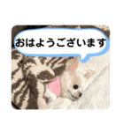 チワワのミルキー②（個別スタンプ：3）