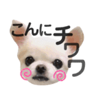 チワワのミルキー②（個別スタンプ：5）