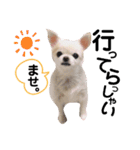 チワワのミルキー②（個別スタンプ：6）