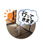 チワワのミルキー②（個別スタンプ：7）