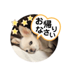 チワワのミルキー②（個別スタンプ：8）