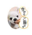 チワワのミルキー②（個別スタンプ：19）