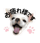 チワワのミルキー②（個別スタンプ：20）