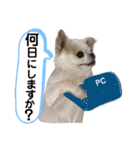 チワワのミルキー②（個別スタンプ：22）