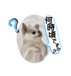 チワワのミルキー②（個別スタンプ：23）