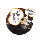 チワワのミルキー②（個別スタンプ：24）