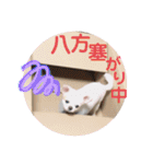 チワワのミルキー②（個別スタンプ：25）