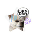 チワワのミルキー②（個別スタンプ：26）